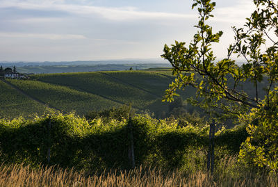 Scenic view of vineyard against sky