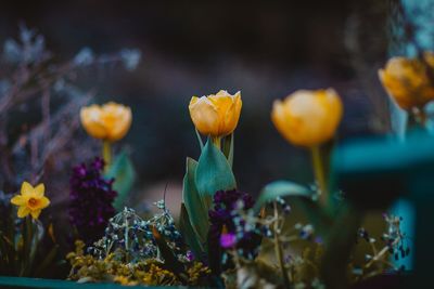 Close-up of yellow flowering plant