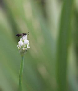 Close-up of bee on flower