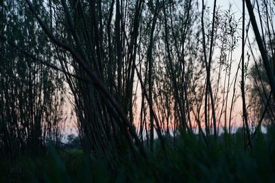 Silhouette trees in forest against sky