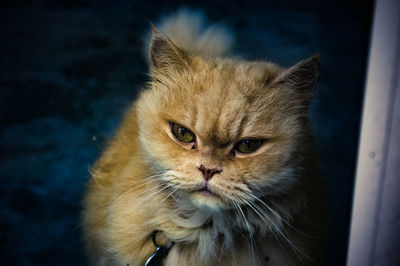 Close-up portrait of tabby cat