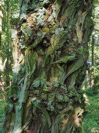 Close-up of moss on tree trunk