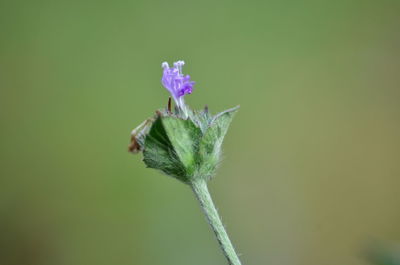 Close-up of purple flowering plant