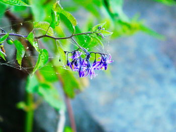 Close-up of insect on plant