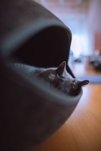 Close-up of cat resting at home