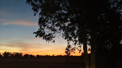 Silhouette trees on field against sky at sunset