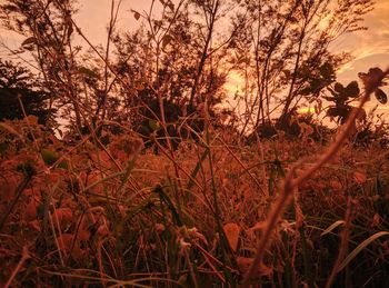 Trees and plants in forest during sunset