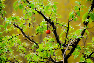 Close-up of berries growing on tree