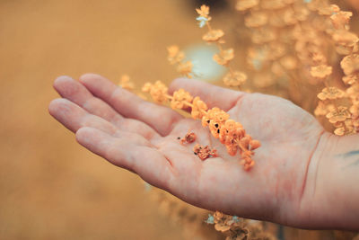 Close-up of hands holding flower