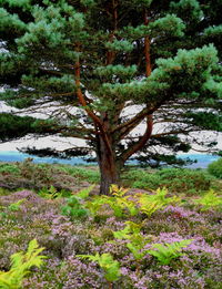 Trees growing in forest