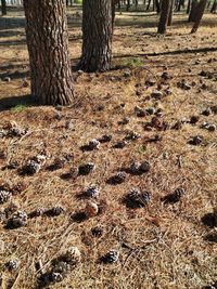 View of tree trunks in field