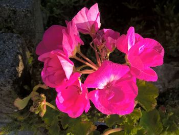Close-up of pink flower