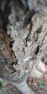 Full frame shot of tree trunk