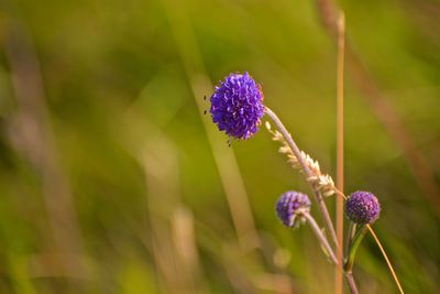 Close-up of purple flowering plant on field