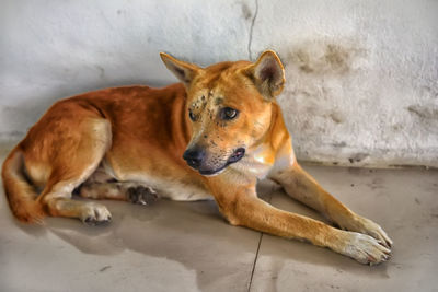 Portrait of a dog lying on floor