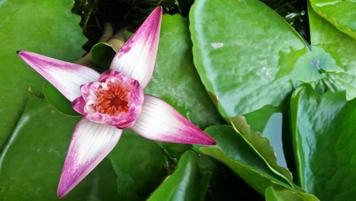 Close-up of pink lotus water lily