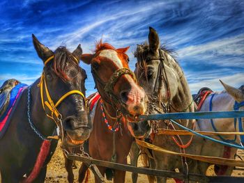 Horses in a horse against sky