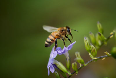 Close-up of bee pollinating on purple flower