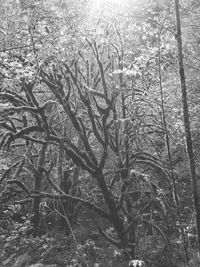 Bare trees against sky