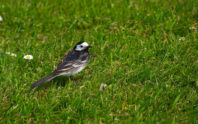 Bird perching on a grass