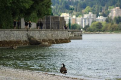 Seagull perching on a river