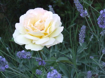 Close-up of pink flower