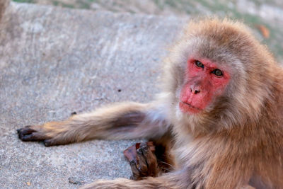Portrait of japanese macaque