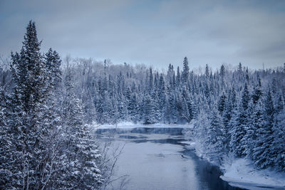 Frozen trees against sky during winter