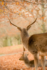 Deer in dunham park during autumn