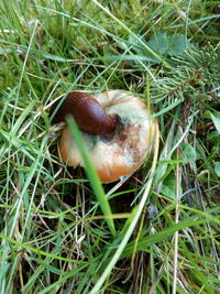 High angle view of mushrooms growing on field