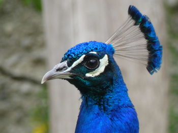 Close-up of peacock