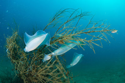 Spawning squid, wide angle