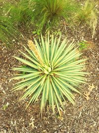 Plants growing on field