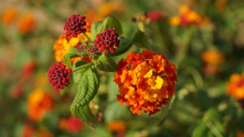 Close-up of orange marigold blooming in park