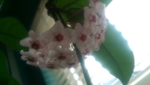 Close-up of flowers