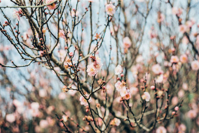 Close-up of pink cherry blossom tree