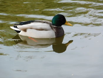 High angle view of duck swimming in lake