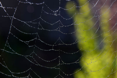 Full frame shot of wet spider web