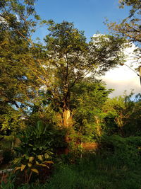 Trees in forest against sky