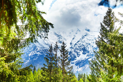 Panoramic view of pine trees and mountains against sky