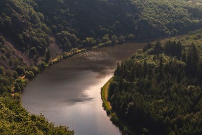 Scenic view of river amidst trees in forest