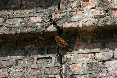 Close-up of bird on brick wall