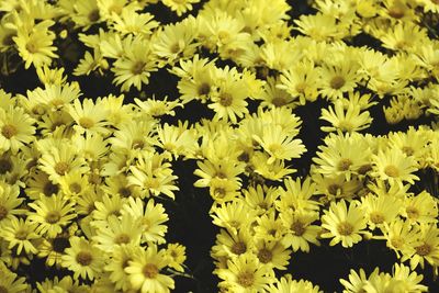 Close-up of yellow flowering plants