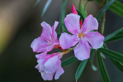 Close-up of pink flowering plant