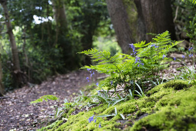 Plant growing on tree trunk