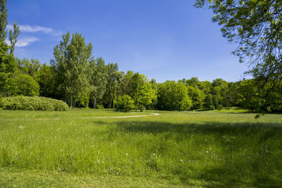 Trees on field against sky