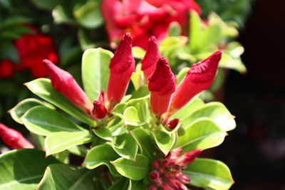 Close-up of red flowering plant