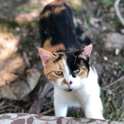 Close-up portrait of a cat