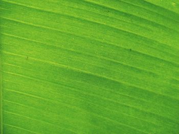 Full frame shot of green leaf