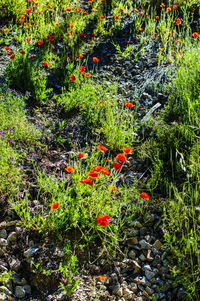 Plants and red flowers on grass